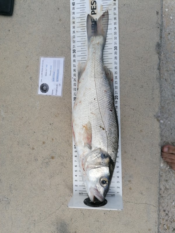 Fish Measure Picture